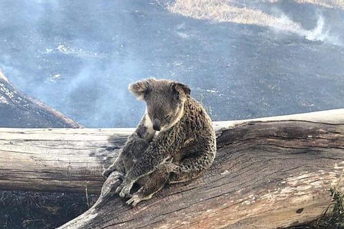 Hàng loạt gấu koala chết cháy trên ngọn cây ở Australia