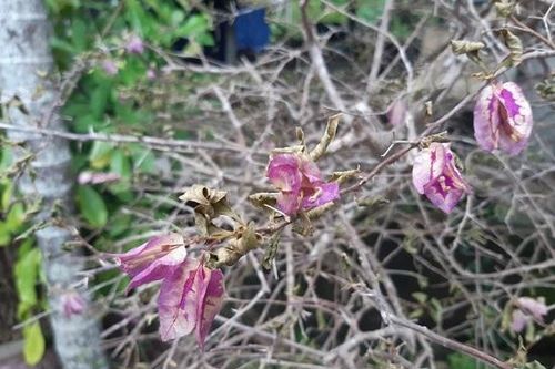 Cây chết quanh dự án Hòa Phát - Dung quất: Các thông số đều ở mức cho phép