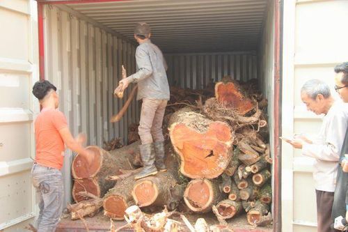 Vì sao lô gỗ sưa 'trăm tỷ' bị ế, bán đấu giá liên tục thất bại?