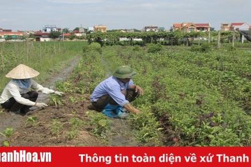 Phân bổ hạt giống cây trồng phục vụ sản xuất