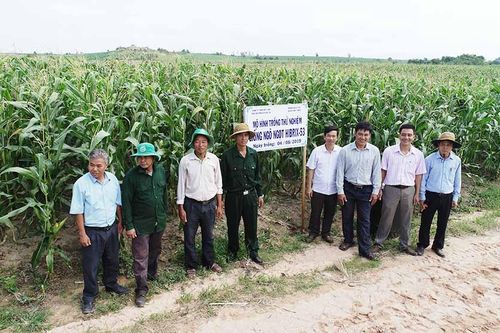 Phú Thiện: Triển vọng từ cây bắp ngọt