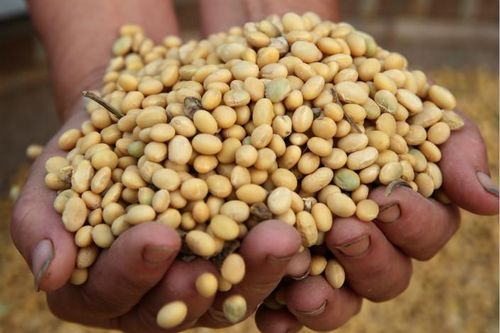 Giá đậu tương tăng phiên thứ sáu liên tiếp do Trung Quốc gia tăng thu mua