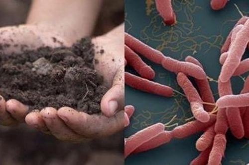 Vi khuẩn khiến 2 anh em ruột ở Hà Nội tử vong có trong đất
