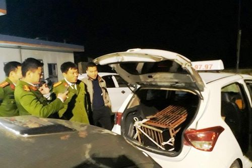 Chở gấu nặng 1 tạ trên taxi để đưa đi tiêu thụ