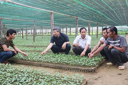 Hiệu quả từ mô hình trồng dược liệu dưới tán rừng