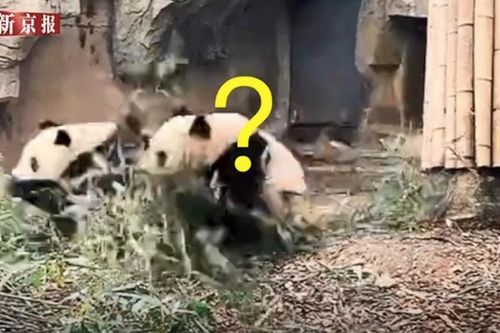 Xem gấu trúc leo cây nhanh như tên lửa khi có động đất