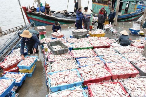 Nghệ An: Thương lái gom hàng Tết, tôm, mực, cá bắt đầu nhích giá