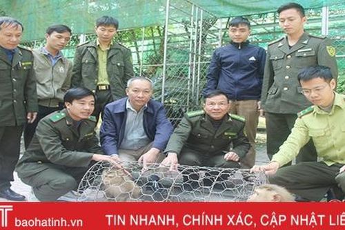 Thả 2 cá thể khỉ đuôi lợn về Vườn Quốc gia Vũ Quang
