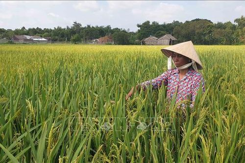 Lúa Thu Đông được giá, nông dân lãi từ 12 - 15 triệu đồng/ha