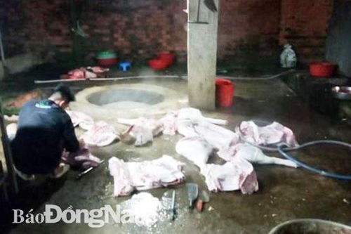 Xử phạt 13 triệu đồng về hành vi giết mổ không đúng nơi quy định