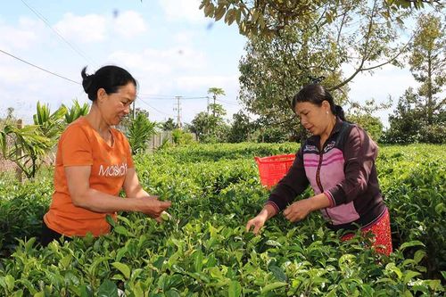 Triển vọng cây chè trên đất Chư Pơng