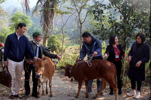 Trao bò giống cho 20 hộ gia đình có hoàn cảnh khó khăn