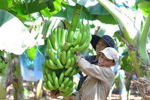 Kỳ II: Xây dựng sản phẩm OCOP - những vấn đề đặt ra