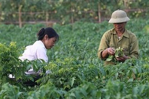 Vụ đông: Diện tích ngô, khoai giảm nhưng rau xanh tăng