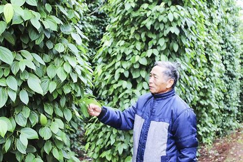 Đẩy nhanh việc nhân rộng các mô hình CSA