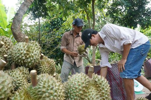 Những 'cù lao tỷ phú' ở miền Tây