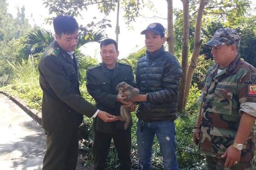 Thả 'tiểu hầu' về rừng