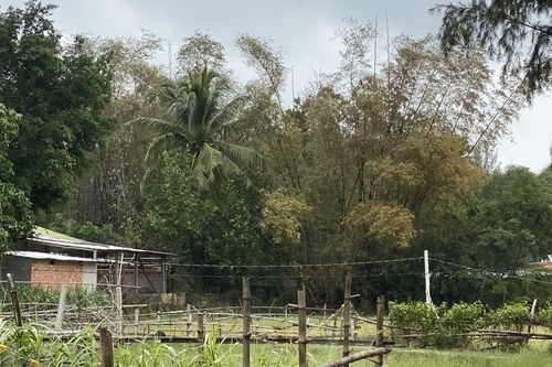 Người dân không đồng tình kết quả quan trắc về cây chết quanh dự án Hòa Phát - Dung Quất