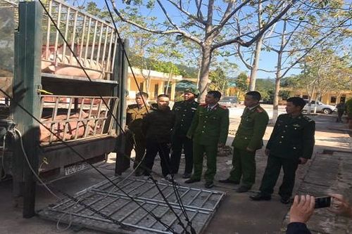 Chặn hơn 2 tấn lợn chuẩn bị xuất sang Trung Quốc