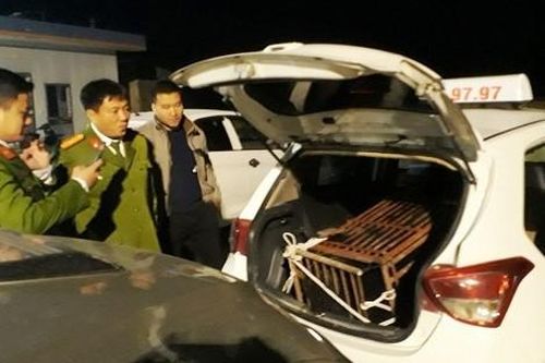 Cứu hộ khẩn cấp cá thể gấu ngựa bị vận chuyển trái phép ở Hà Tĩnh