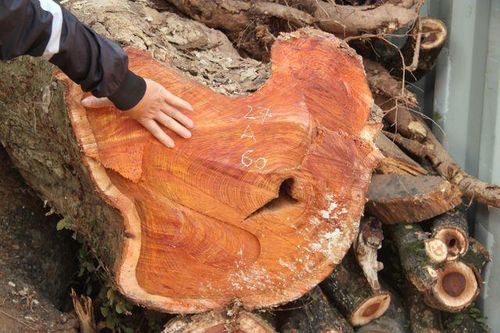 Vì sao lô gỗ sưa 'trăm tỷ' chỉ được bán đấu giá dù liên tiếp thất bại?