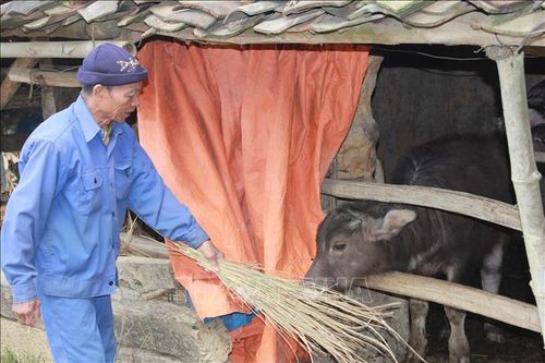 Lạng Sơn chủ động phòng chống rét, sương muối cho gia súc, vật nuôi