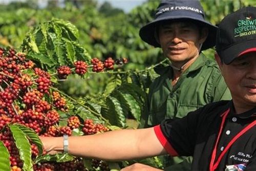 Nestlé hỗ trợ nông dân trồng cà phê lãi 40 triệu/ha/năm