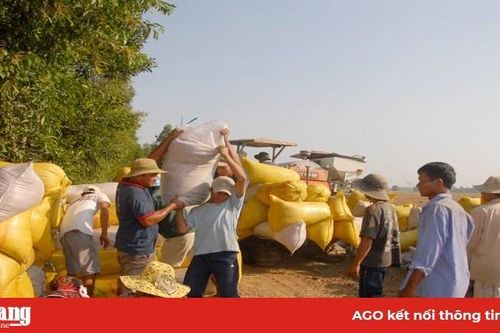 Phát huy vai trò hợp tác xã trong liên kết sản xuất
