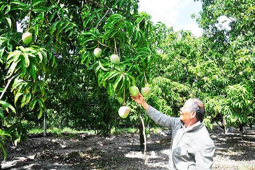 Mong vụ xoài Tết bội thu