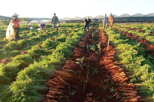 Đa dạng liên kết để phát triển