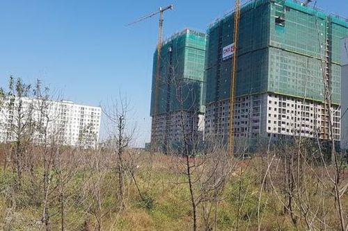 Cận Tết, người nông dân bất lực nhìn đào mục gốc