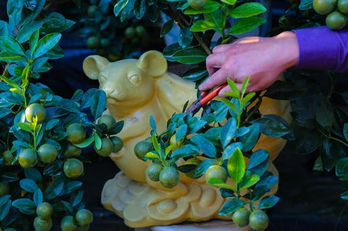 Kiếm hàng trăm triệu nhờ trồng quất cảnh 12 con giáp