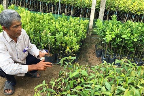 Nước mặn bủa vây, nhà nông Bến Tre lo thiệt hại cây hoa