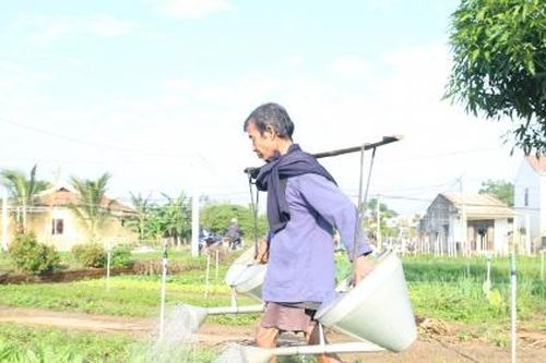 Quảng Nam: Làng rau Trà Quế hối hả vào vụ Tết