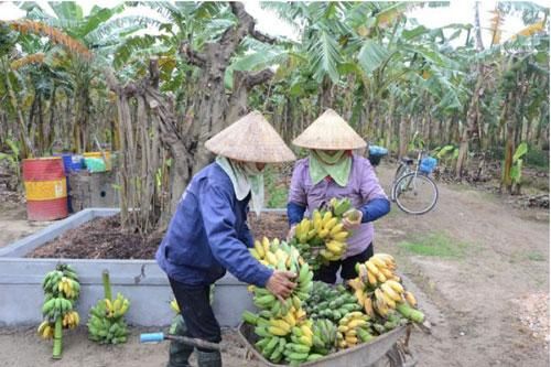 Bắc Ninh: Nông thôn mới về đích sớm
