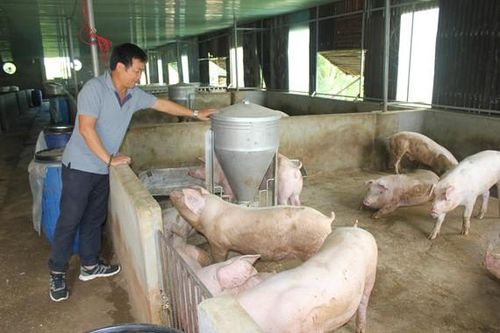 Vui buồn nuôi heo vụ tết