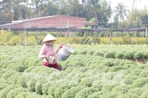 Hạn mặn 'uy hiếp' 11 triệu sản phẩm hoa kiểng Tết tại Bến Tre