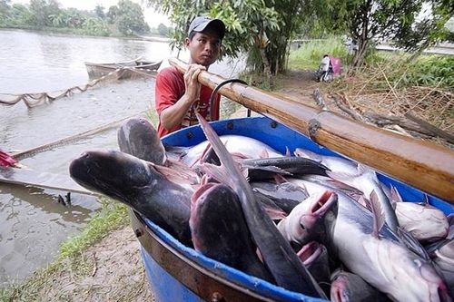 Ngành cá tra: Đến lúc không thể 'mạnh ai nấy làm'