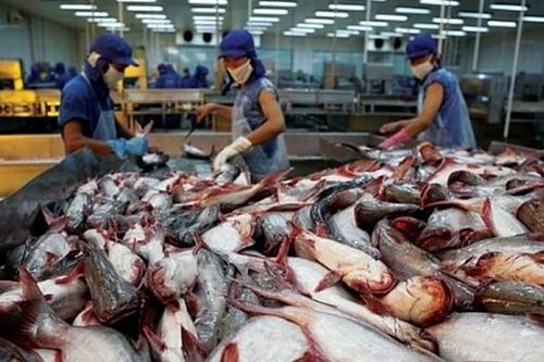 Năm 2019, xuất khẩu cá tra có thể đạt 2,06 tỷ USD