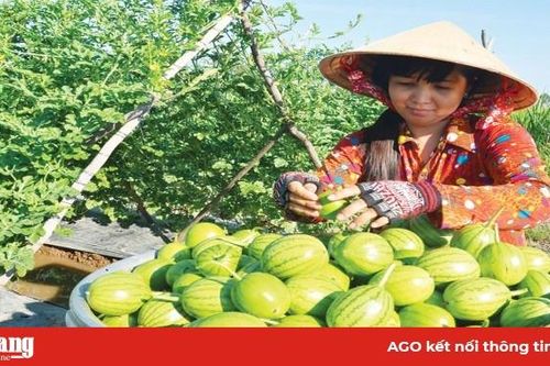 Trồng rau bán Tết