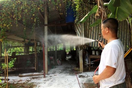 Lào Cai phấn đấu cuối tháng 12 công bố hết dịch tả lợn châu Phi