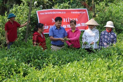 Hiệu quả mô hình sản xuất chè an toàn