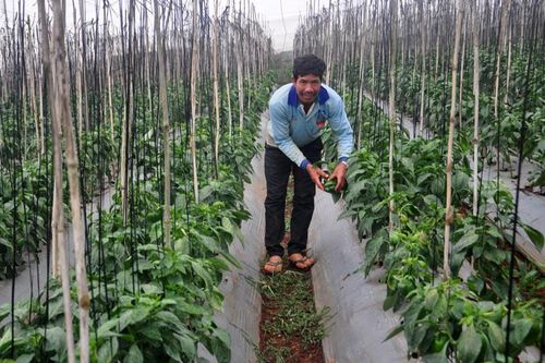 Đơn Dương: Xuất hiện nhiều mô hình rau, hoa thu nhập từ 500 triệu đồng đến 1 tỷ đồng/ha/năm