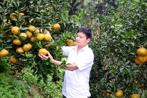 Xây dựng chỉ dẫn địa lý cam sành Hàm Yên