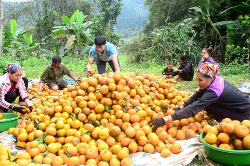 Bảo đảm thị trường tiêu thụ cam sành