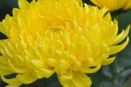 Làm đẹp dưỡng nhan bằng lẩu hoa cúc giống Từ Hy Thái Hậu, bạn đã biết chưa?