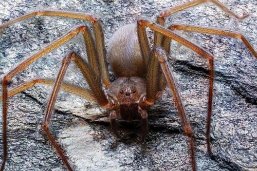 Độ nguy hiểm của loài 'nhện ẩn dật' vừa được phát hiện ở Mexico