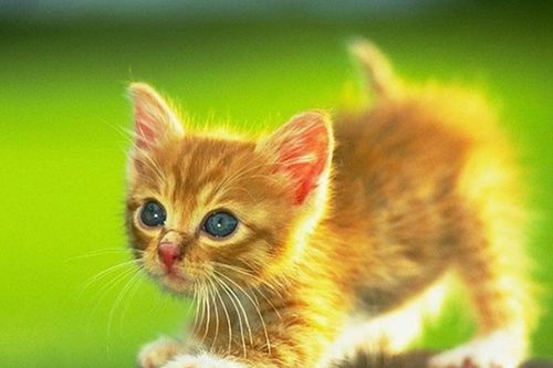 Tử vi tuổi Mão năm 2020: Phúc họa tương sinh, tự thân làm giàu