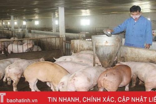 Dịch chưa 'buông tha', Hà Tĩnh tái cơ cấu chăn nuôi theo hướng bền vững