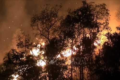 Điện Biên: Rừng cháy lớn trong nhiều giờ
